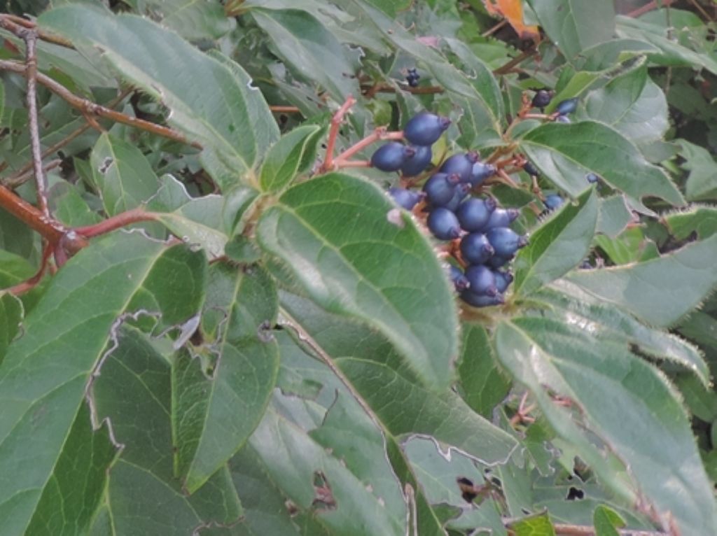 Bacche blu... di Viburnum tinus